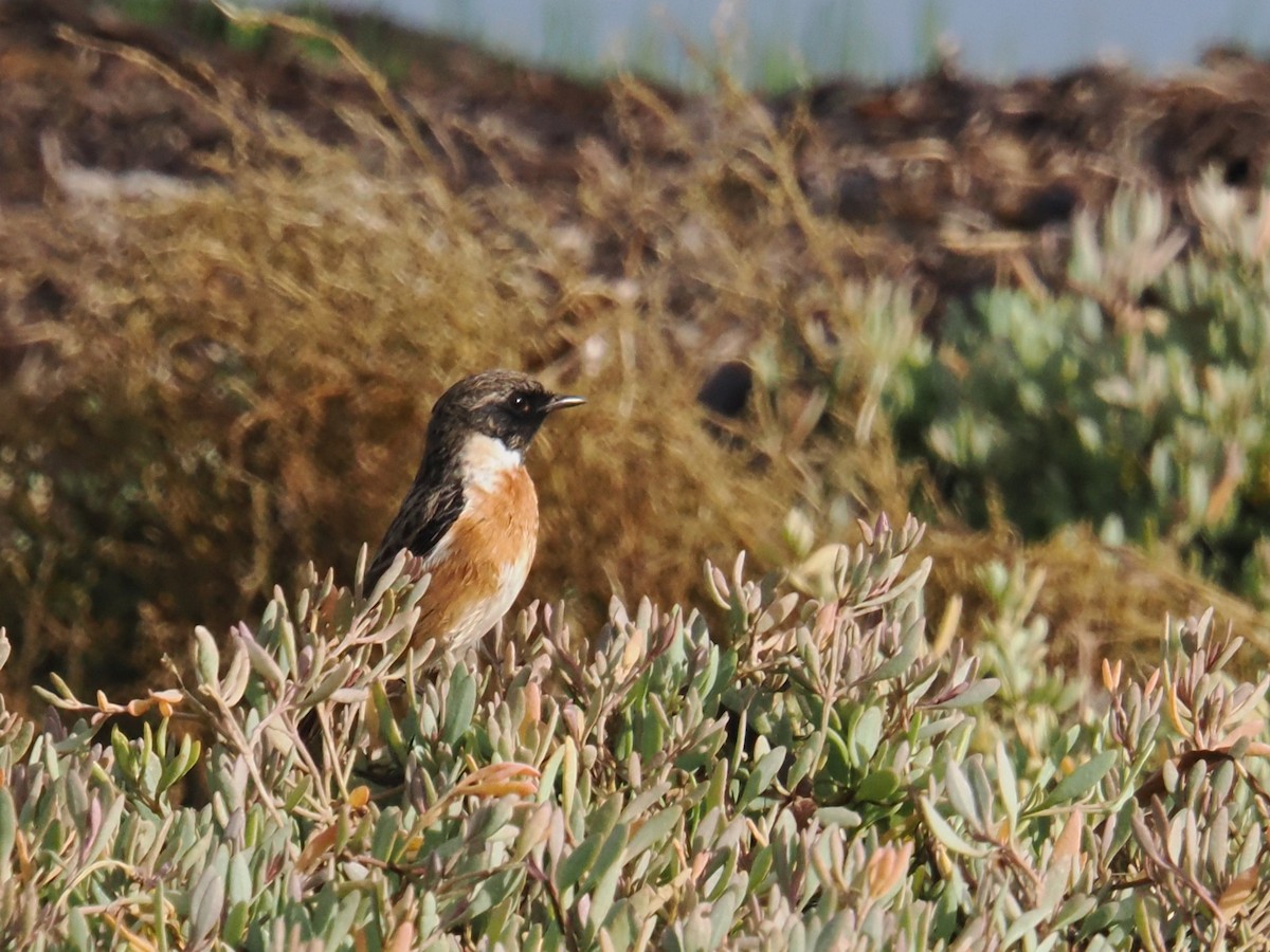 European Stonechat - ML646250421