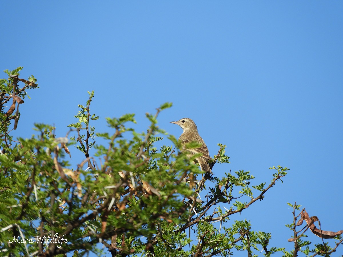 Nicholson's Pipit - ML646250424