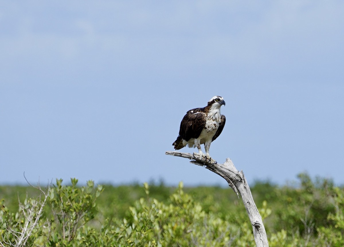 魚鷹 - ML646250426