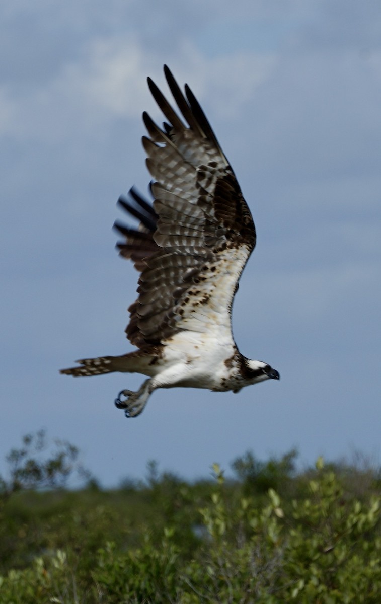 魚鷹 - ML646250427