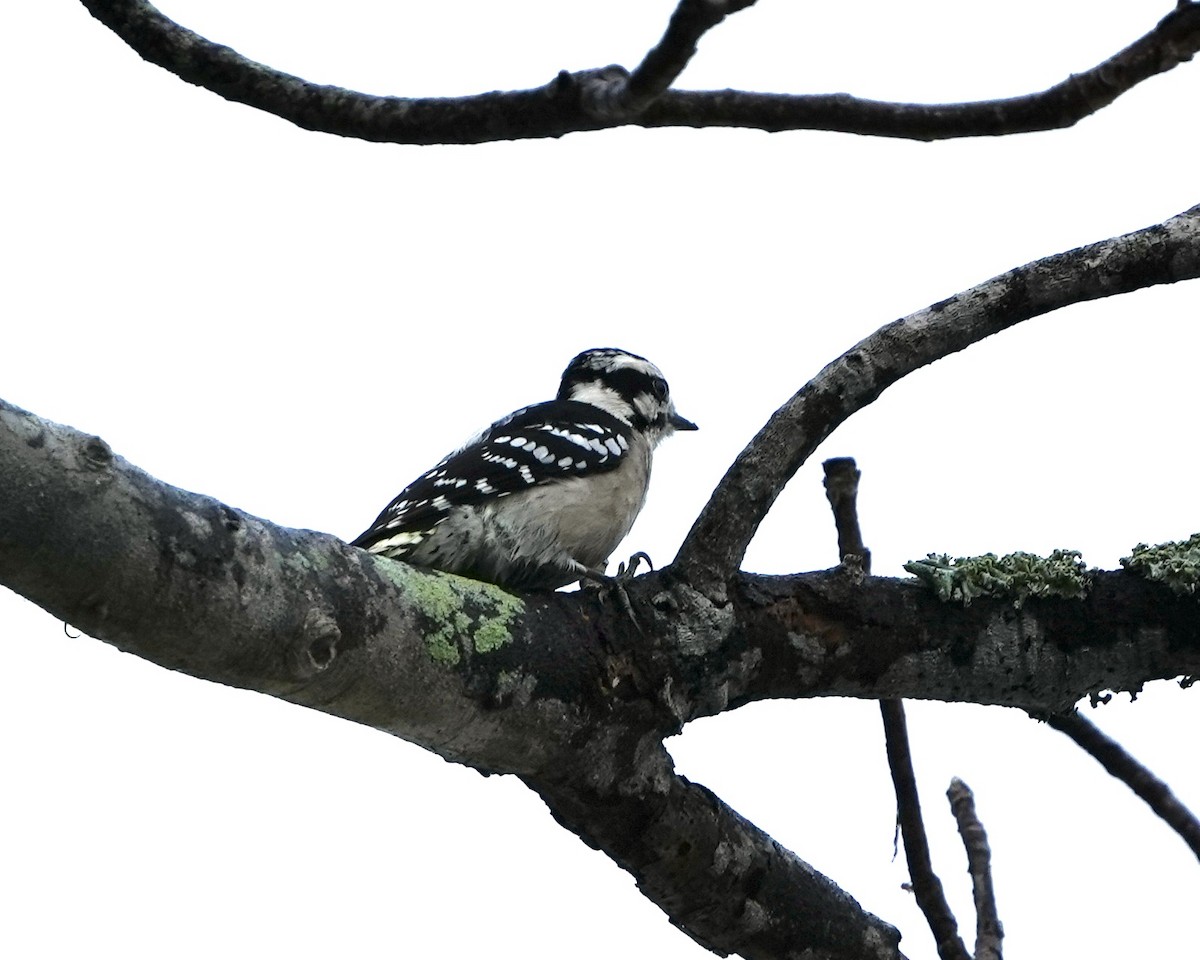 Downy Woodpecker - ML646250441