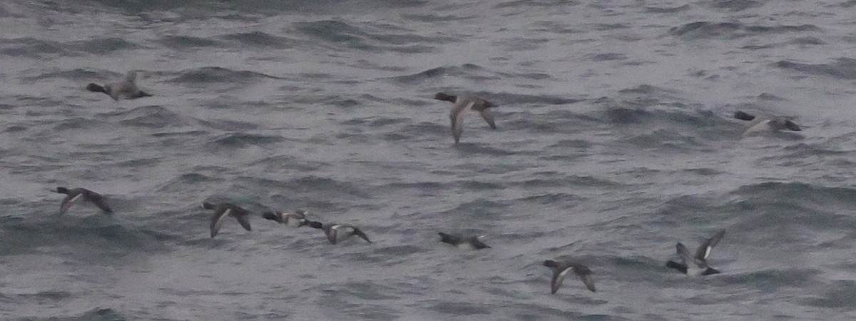 Redhead - ML646250442