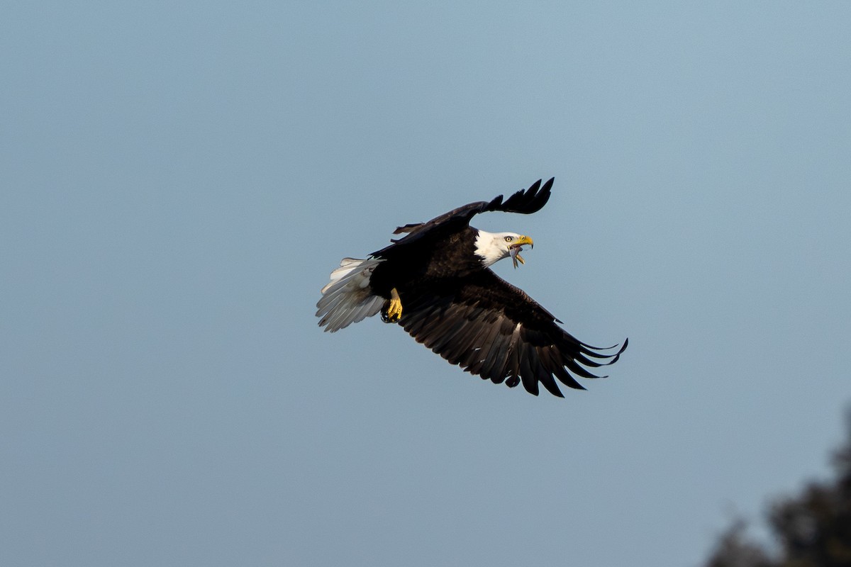 Bald Eagle - ML646250448