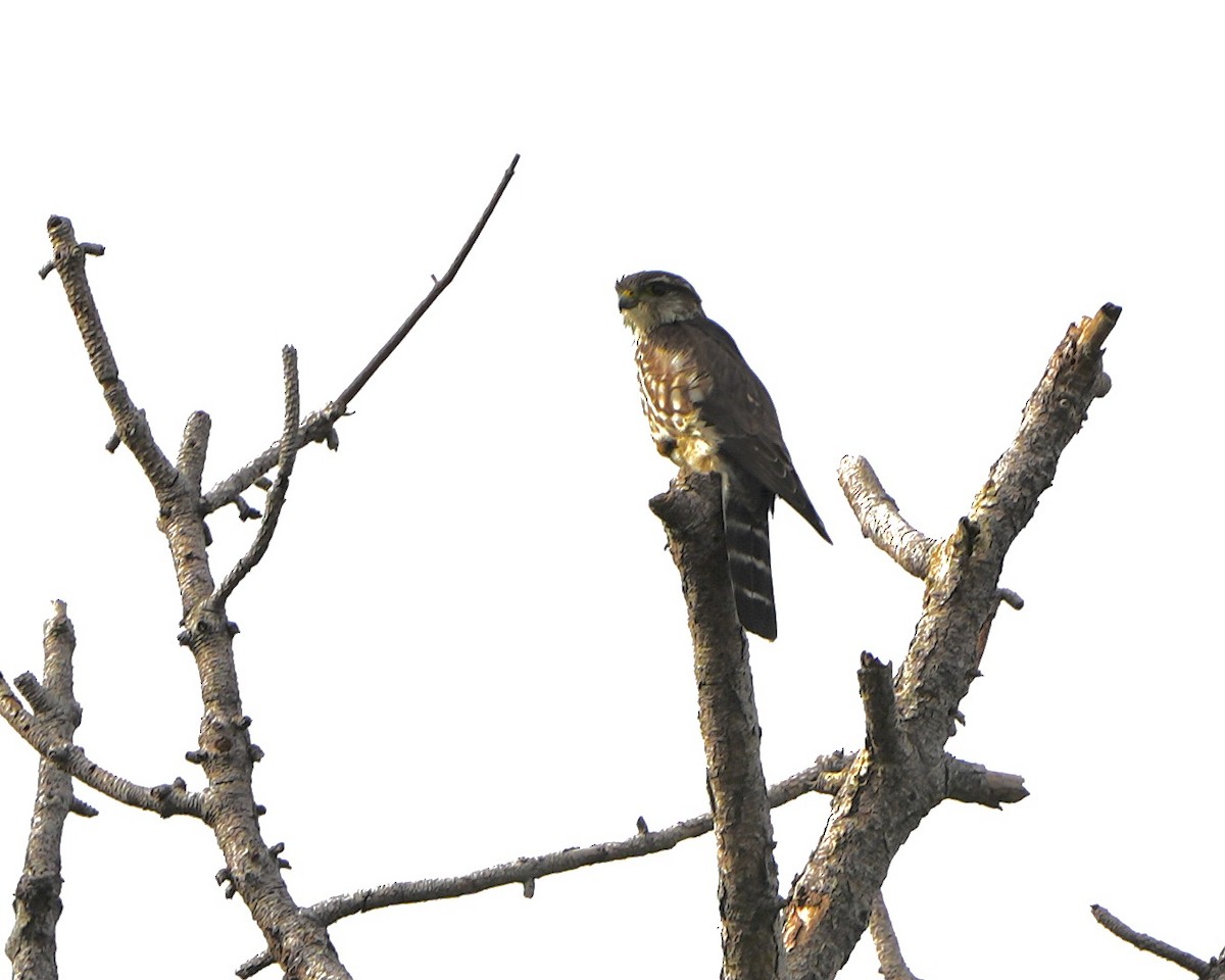 Smeriglio - ML646250450