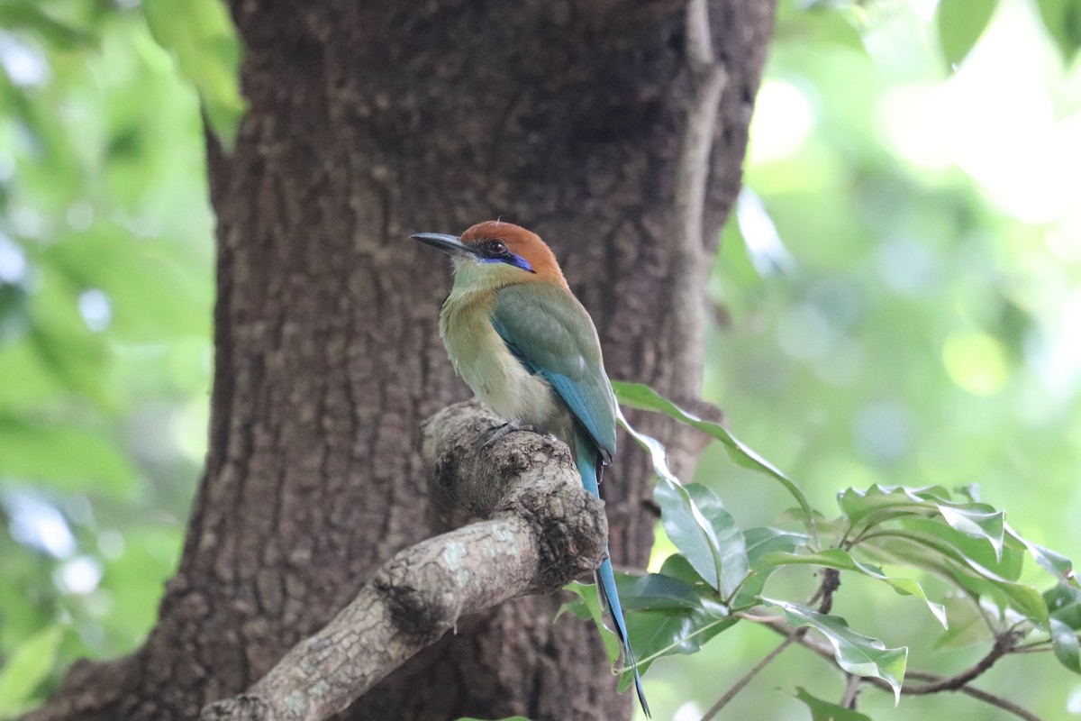 Russet-crowned Motmot - ML646250452