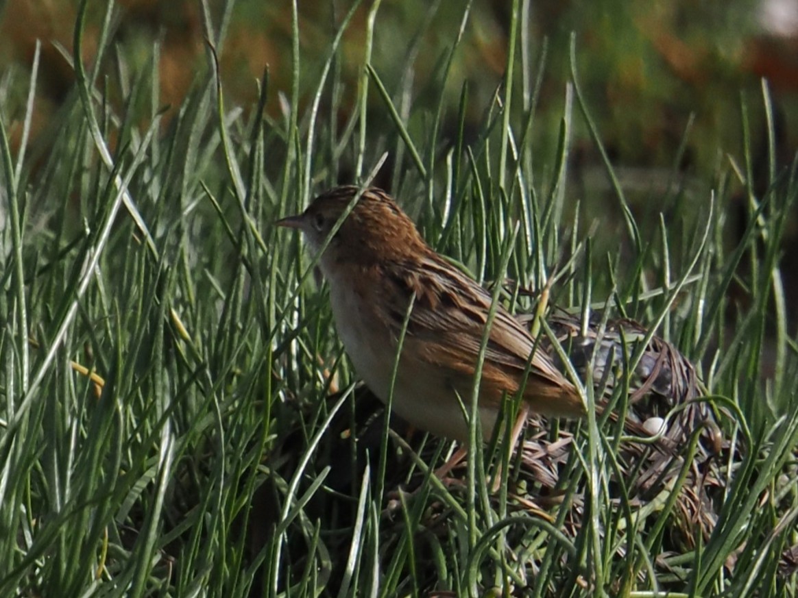 セッカ - ML646250454