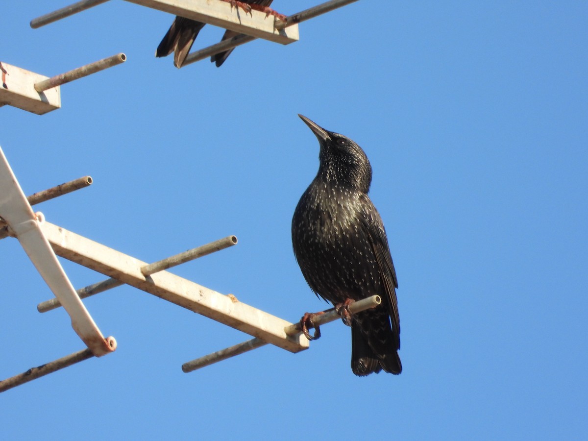 Étourneau unicolore - ML646250461