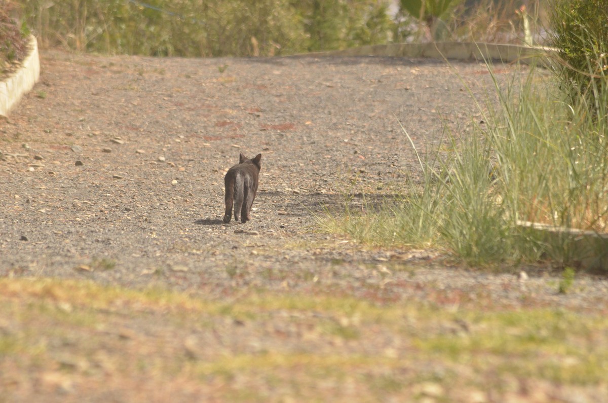 Domestic Cat - ML646250465