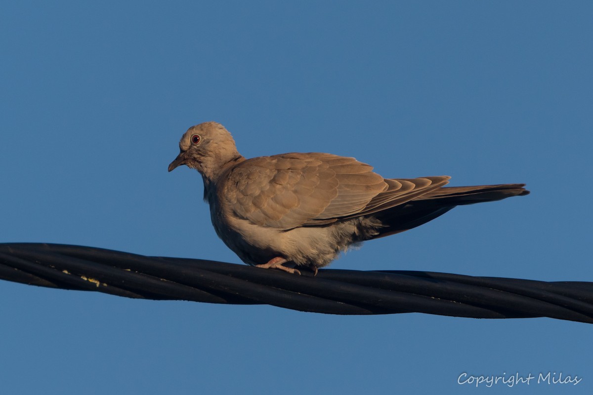 hrdlička zahradní - ML646250470