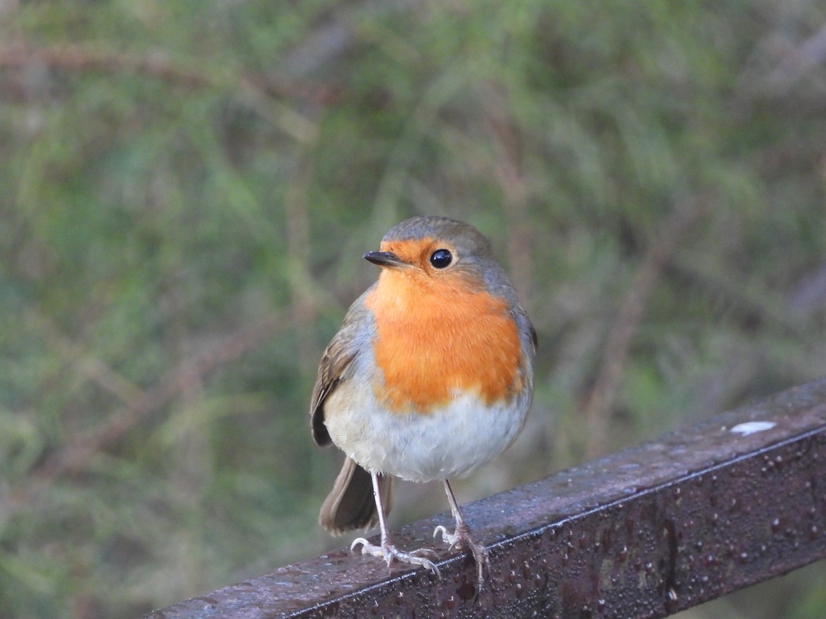 červenka obecná - ML646250477