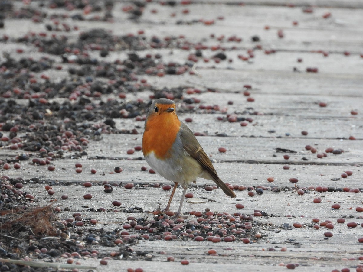 červenka obecná - ML646250478