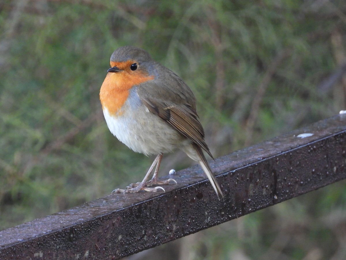 červenka obecná - ML646250479