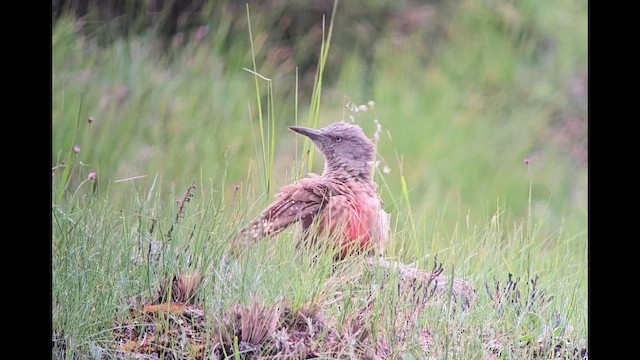 Ground Woodpecker - ML646250481