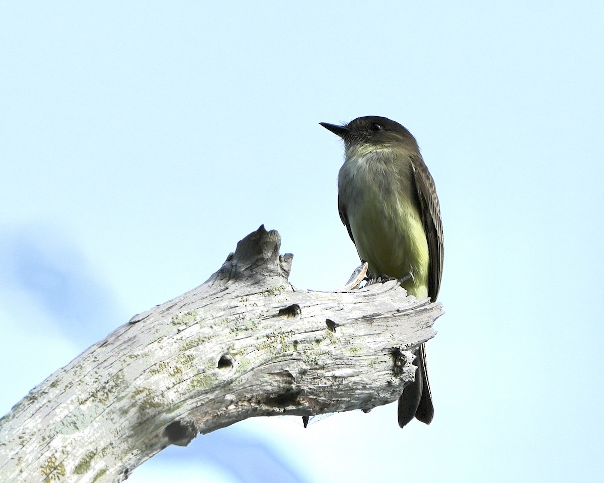 Eastern Phoebe - ML646250482