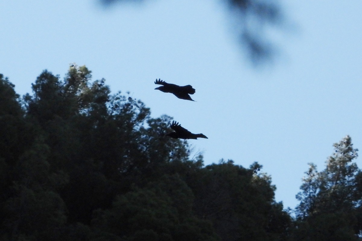 Common Raven - ML646250487