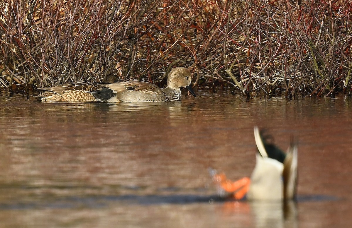 Canapiglia - ML646250489