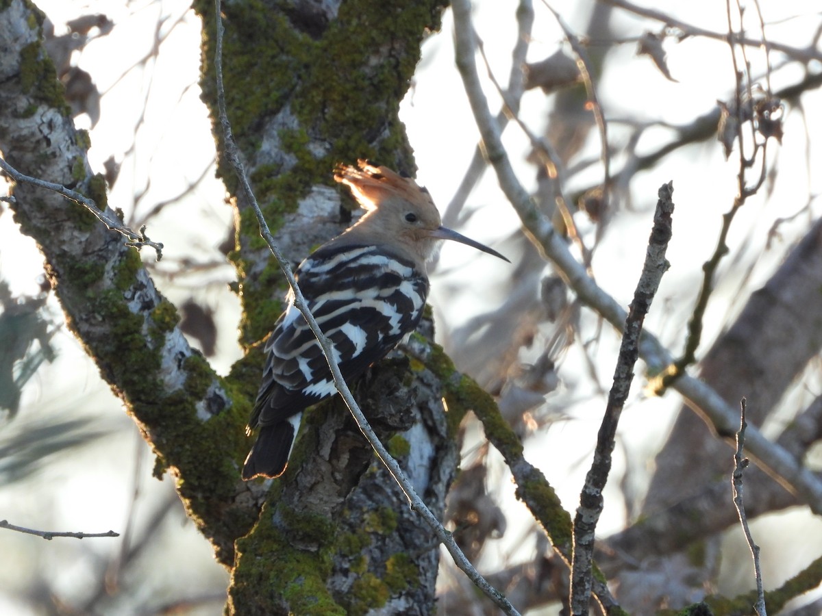 ヤツガシラ - ML646250490