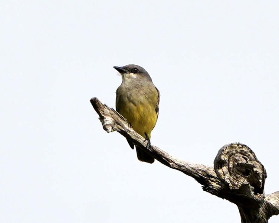 Cassin's Kingbird - ML646250493