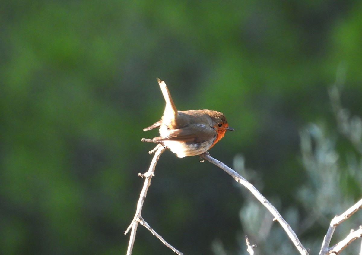 červenka obecná - ML646250498