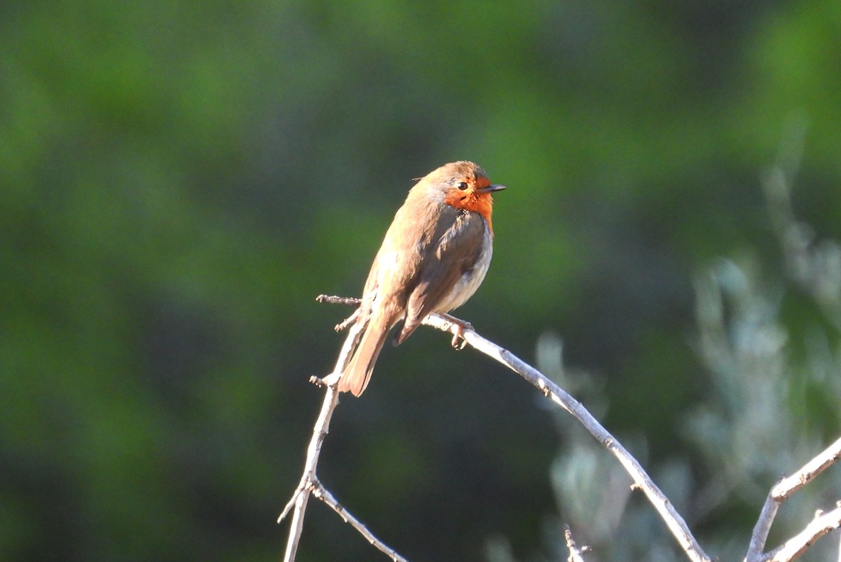 červenka obecná - ML646250499