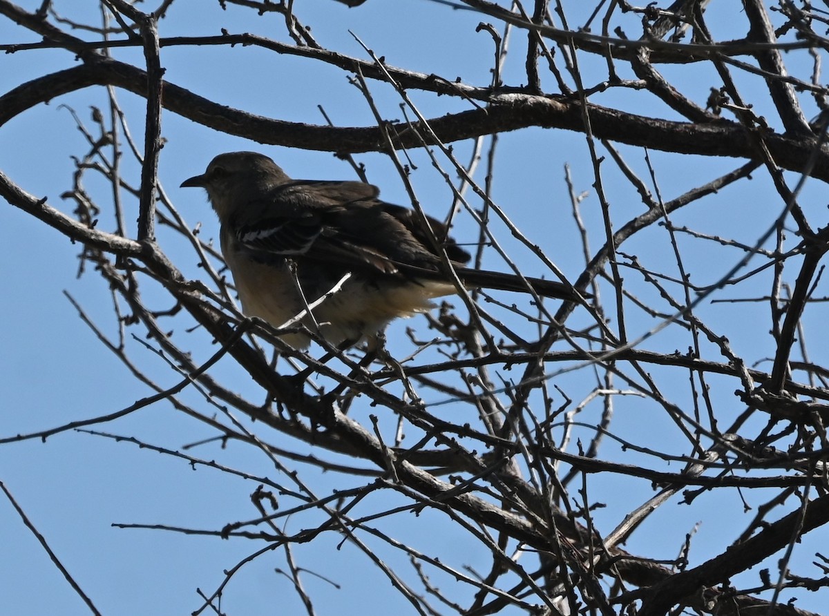 Northern Mockingbird - ML646250500