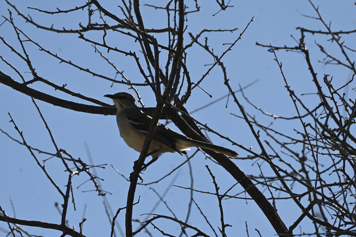 Northern Mockingbird - ML646250503