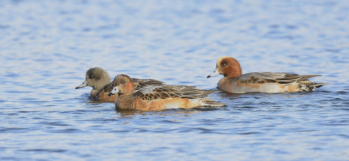 Fischione - ML646250505