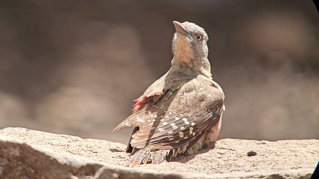 Ground Woodpecker - ML646250506
