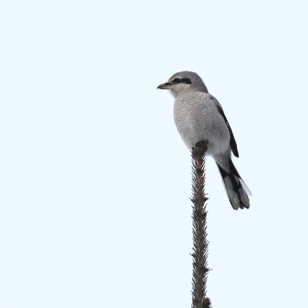 Antzandobi boreala - ML646250507