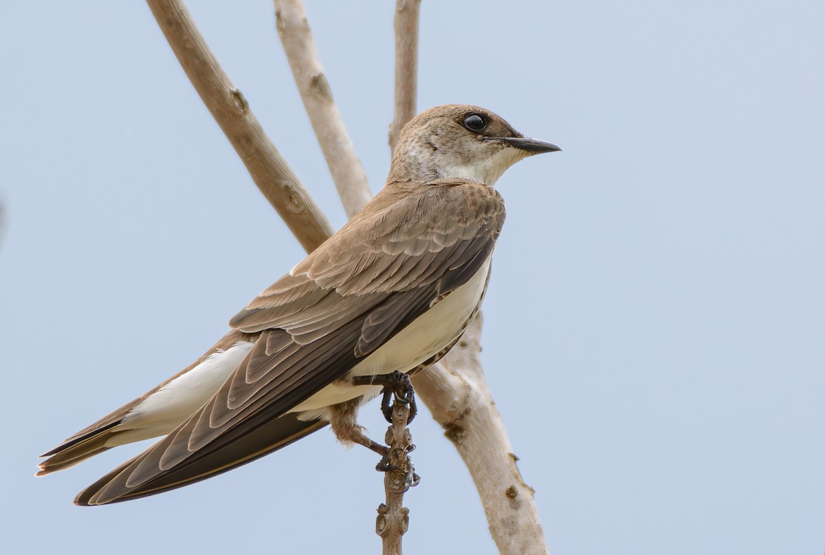 jiřička hnědoprsá - ML646250513