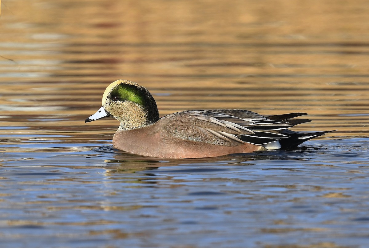 Fischione americano - ML646250516