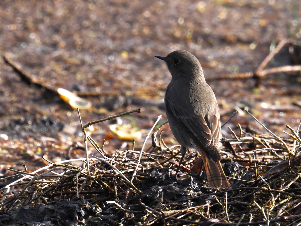 クロジョウビタキ - ML646250520