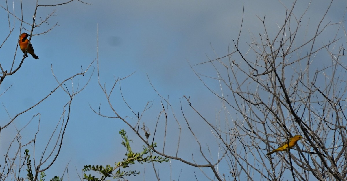 Hooded Oriole - ML646250522