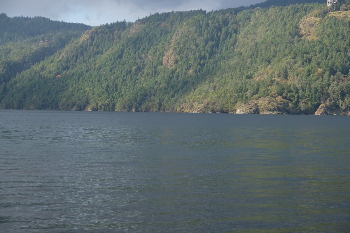 Cormoran à aigrettes - ML646250524