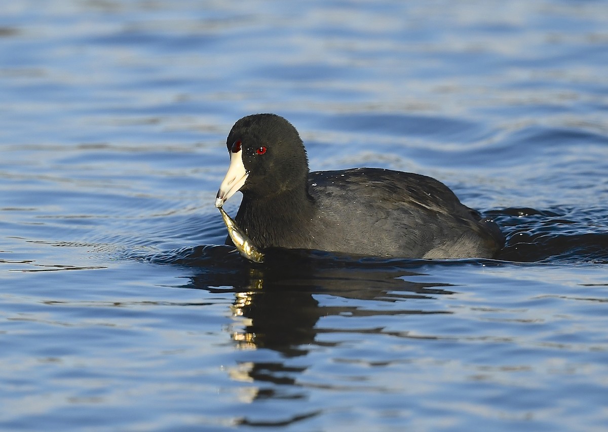 American Coot - ML646250527