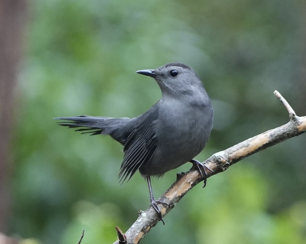 Gray Catbird - ML646250528