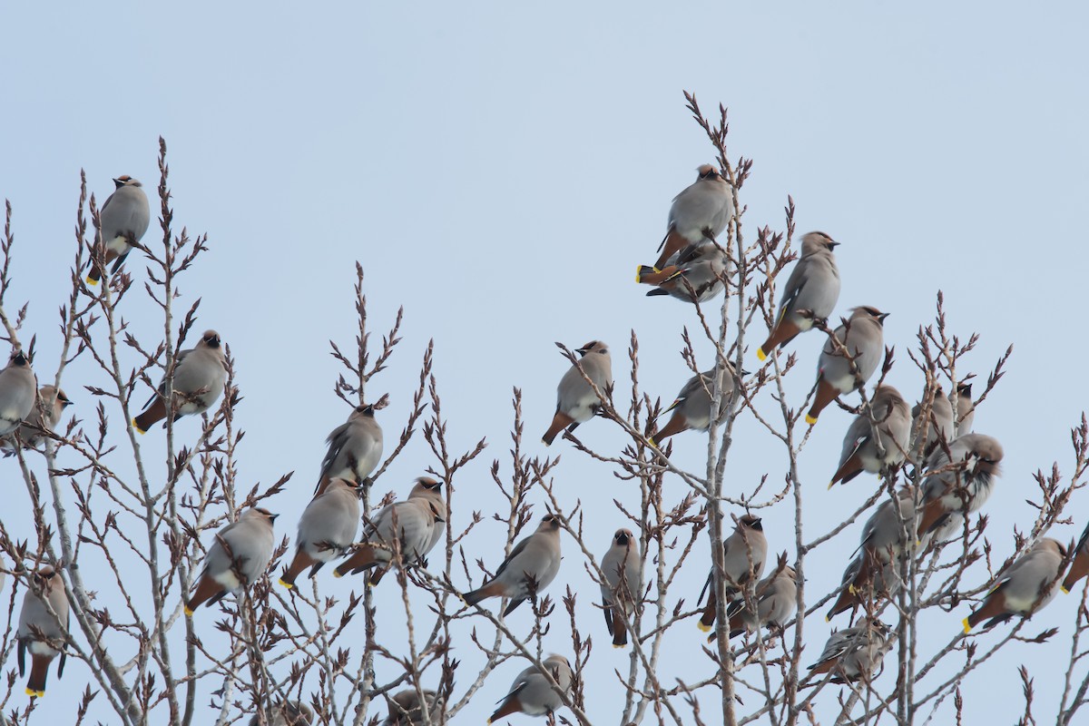 Bohemian Waxwing - ML646250529