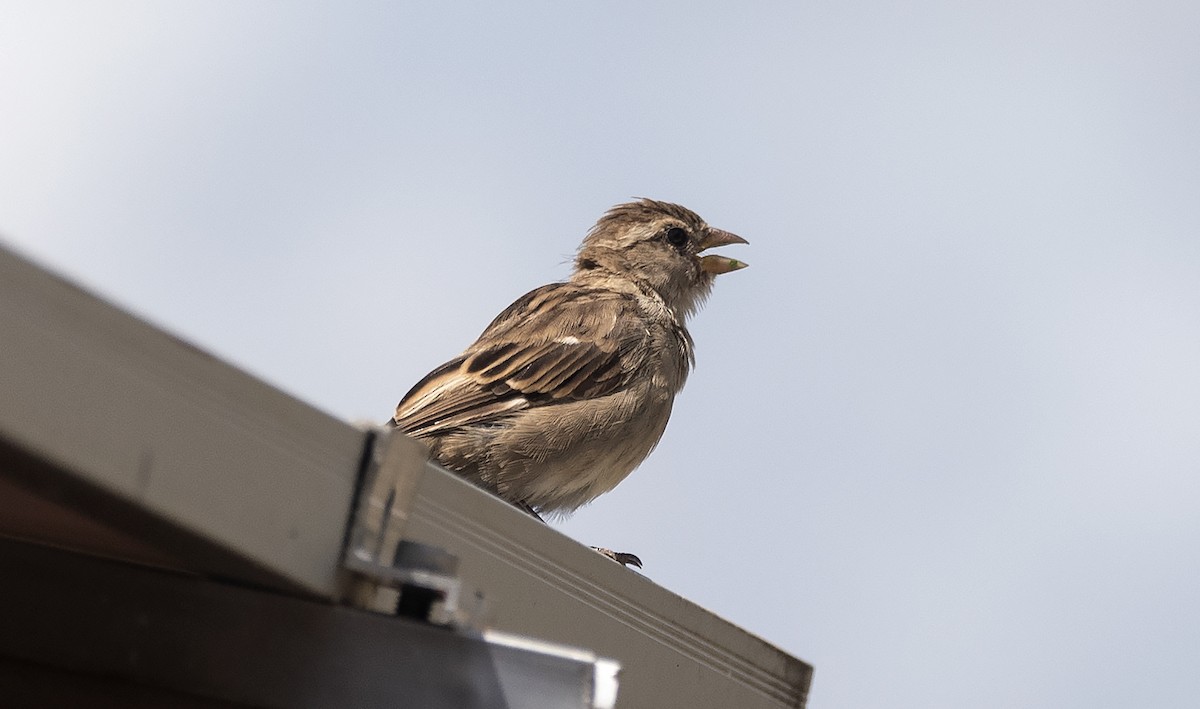 Gorrión Común - ML646250531