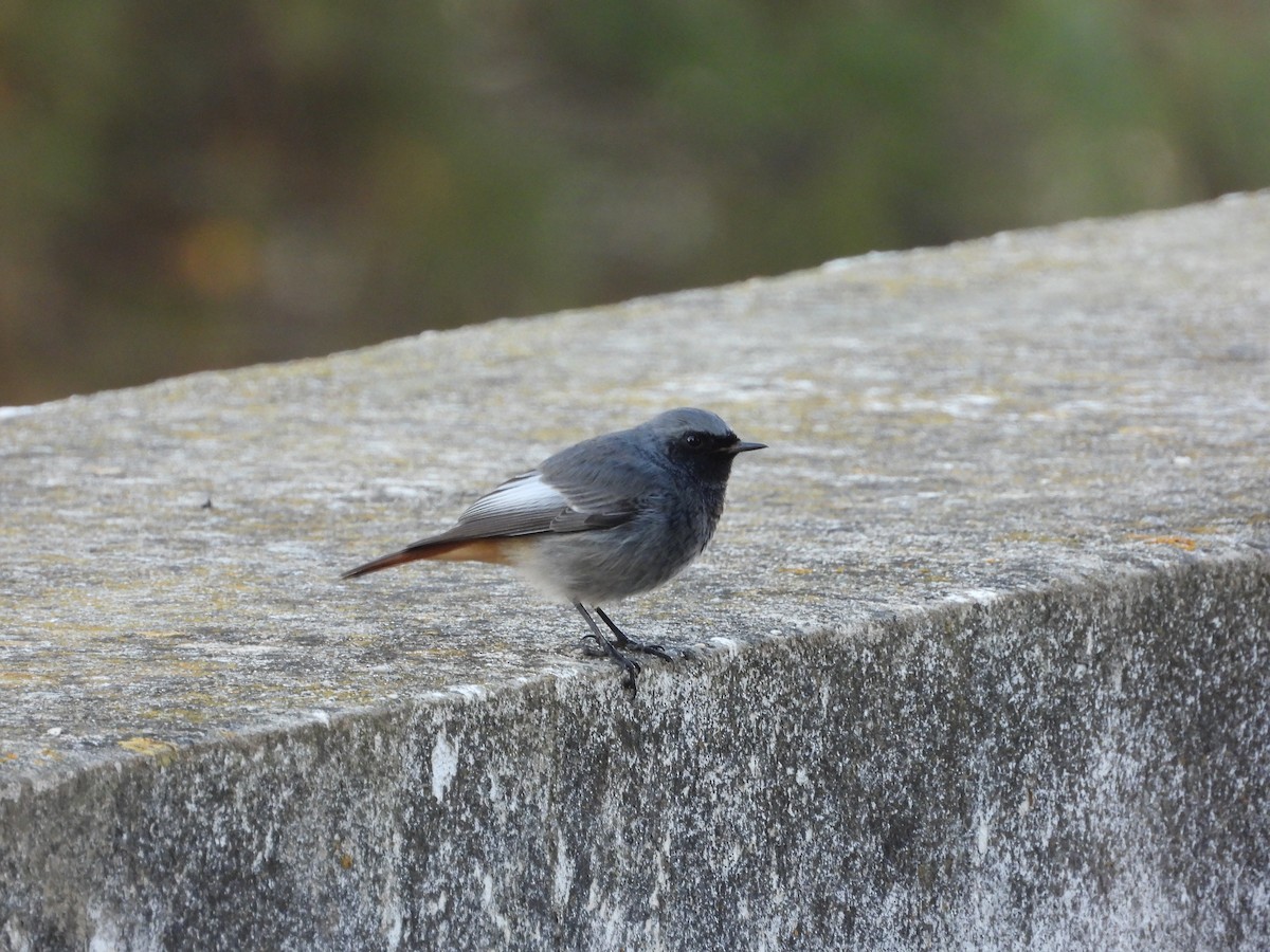 クロジョウビタキ - ML646250537