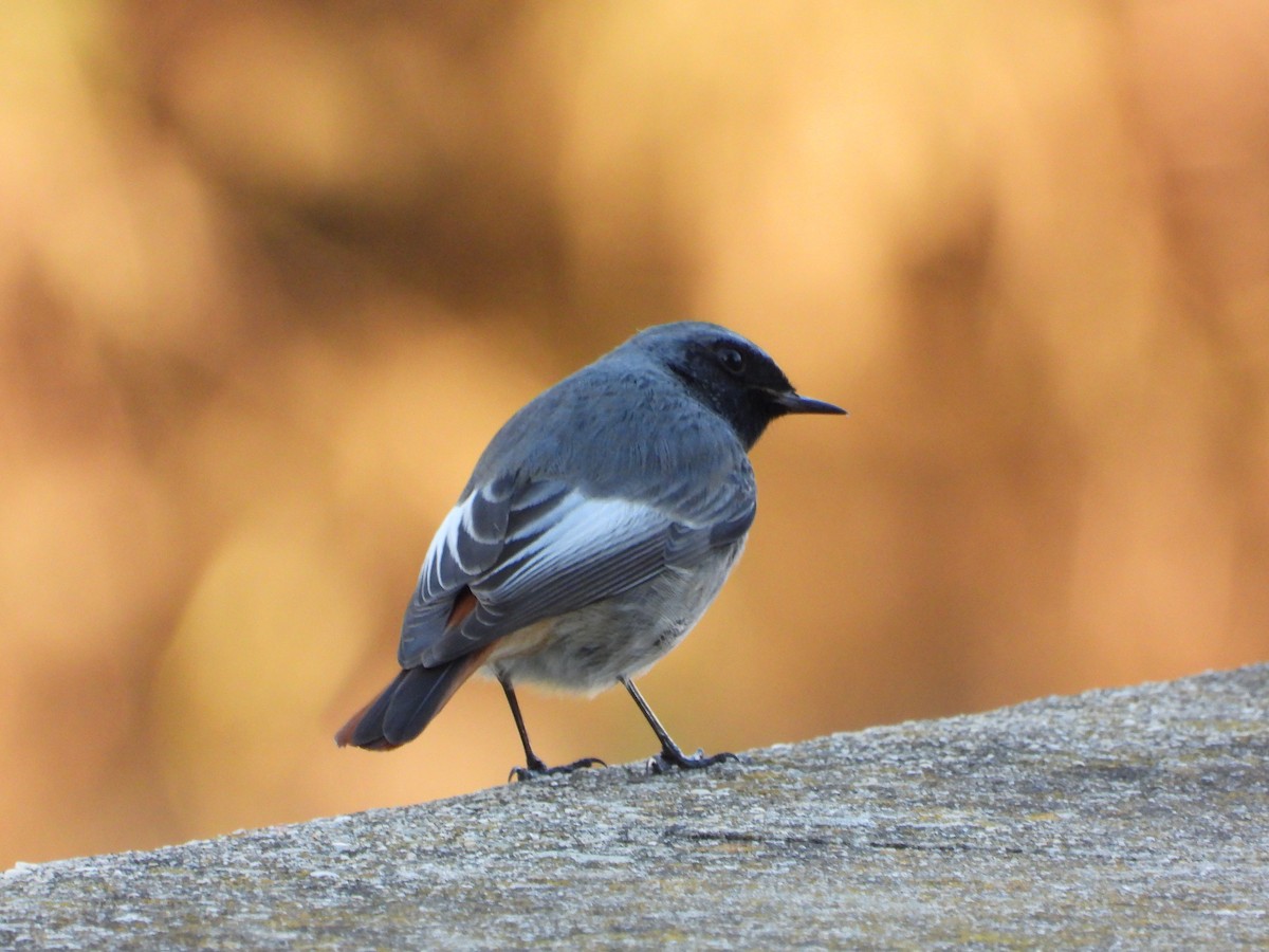 クロジョウビタキ - ML646250538