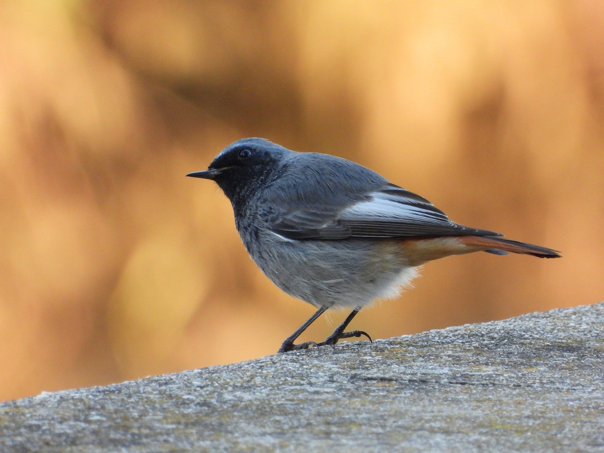 クロジョウビタキ - ML646250539