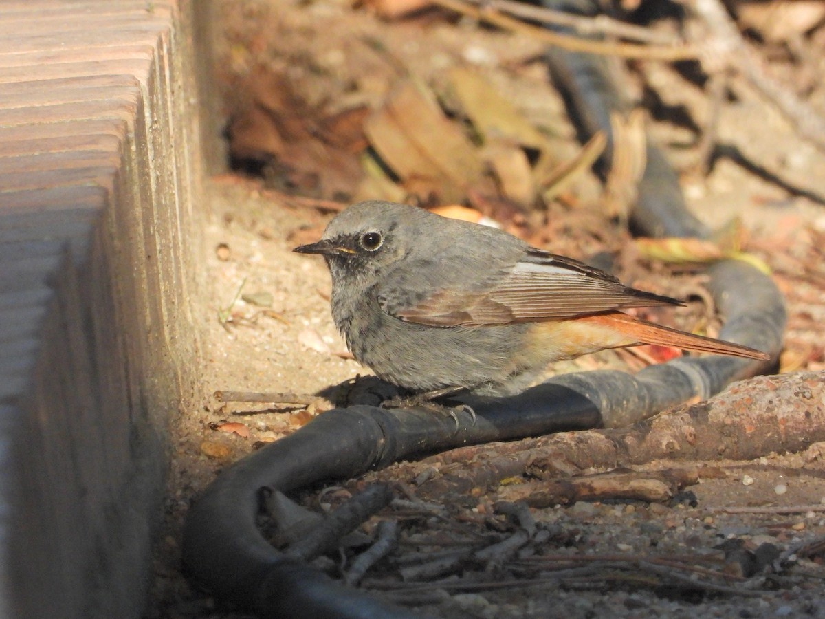 クロジョウビタキ - ML646250540