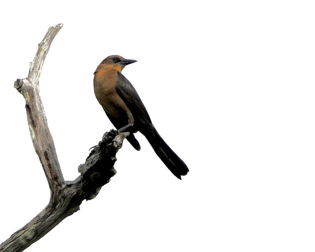 キタオナガクロムクドリモドキ - ML646250544