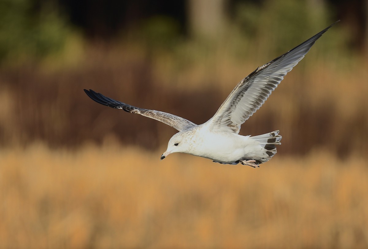 Gavina americana - ML646250549