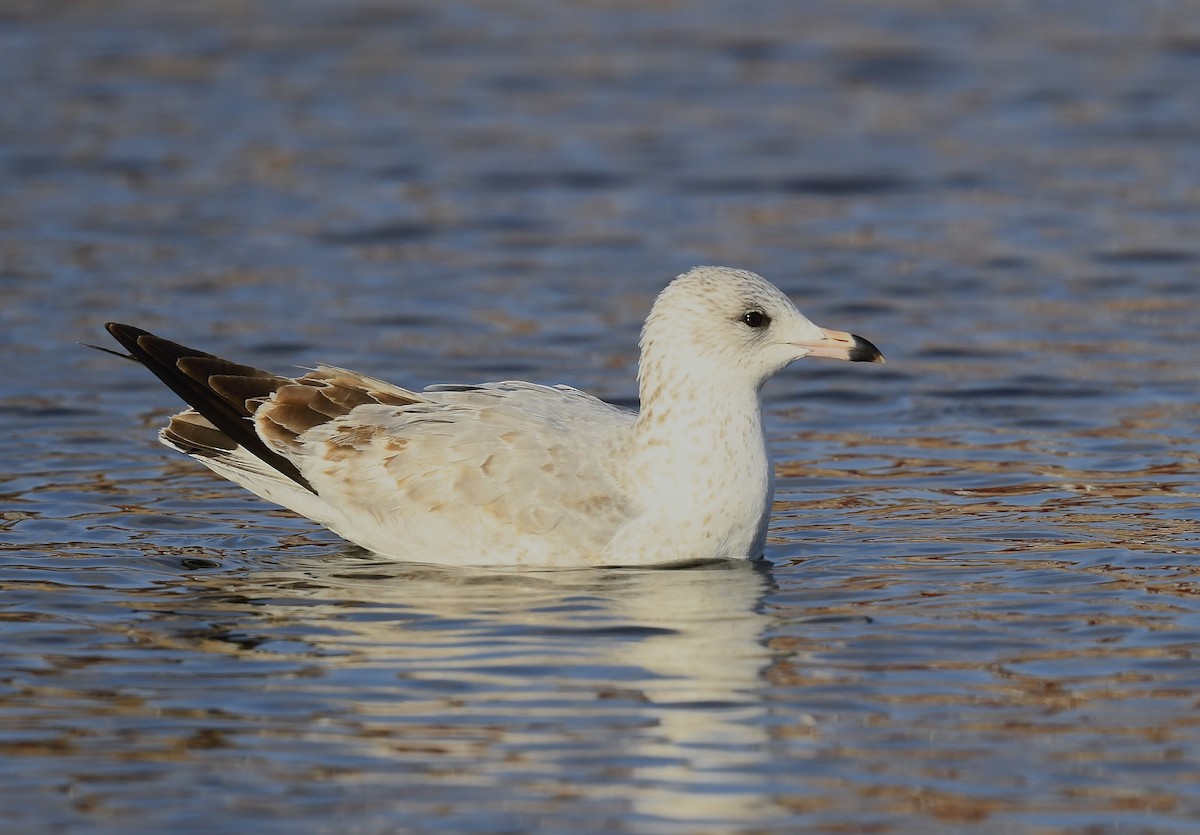 Gavina americana - ML646250551