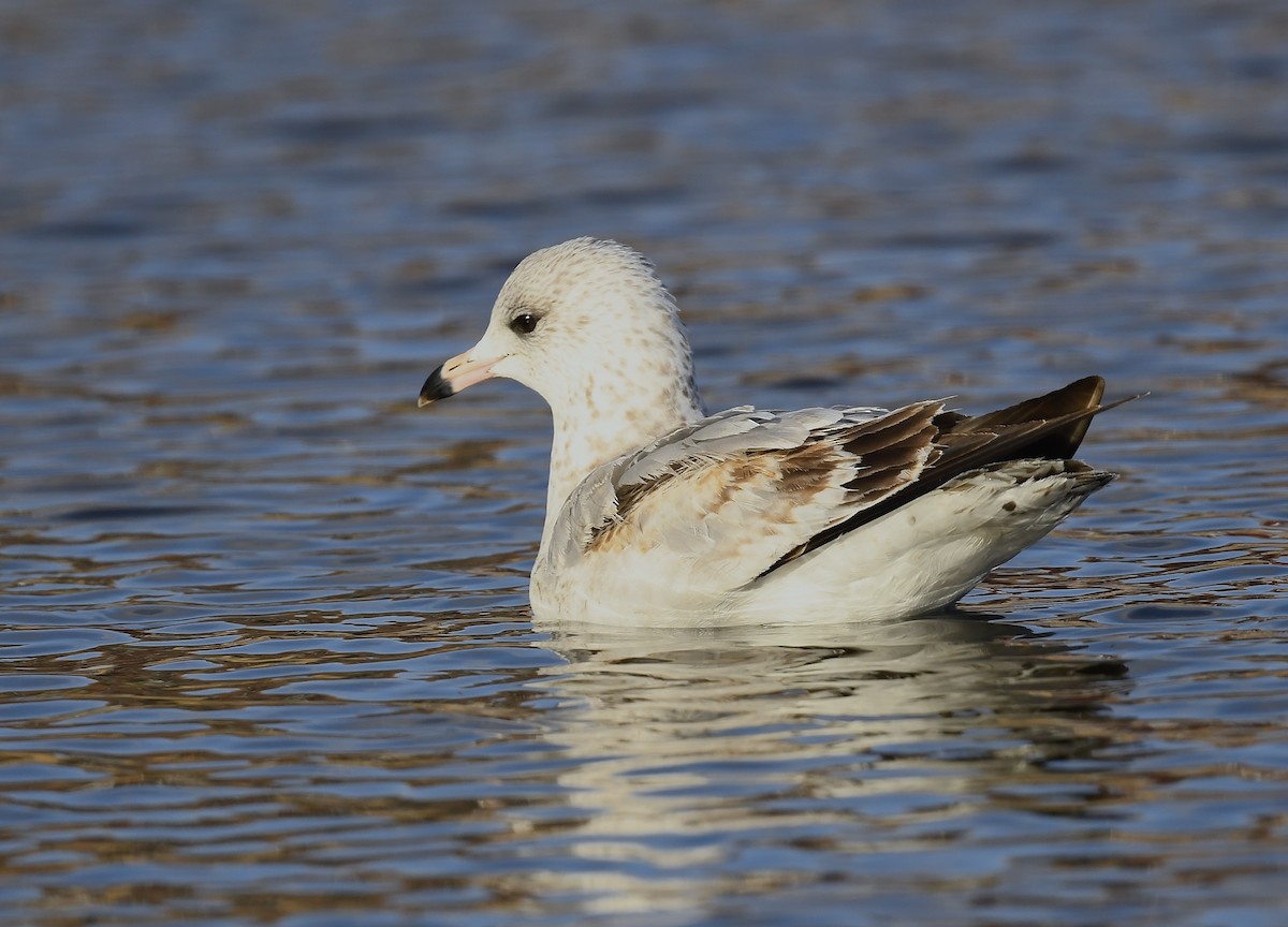 Gavina americana - ML646250552