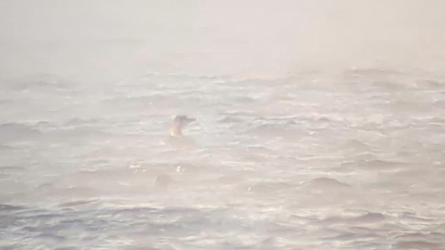 Yellow-billed Loon - ML646250553