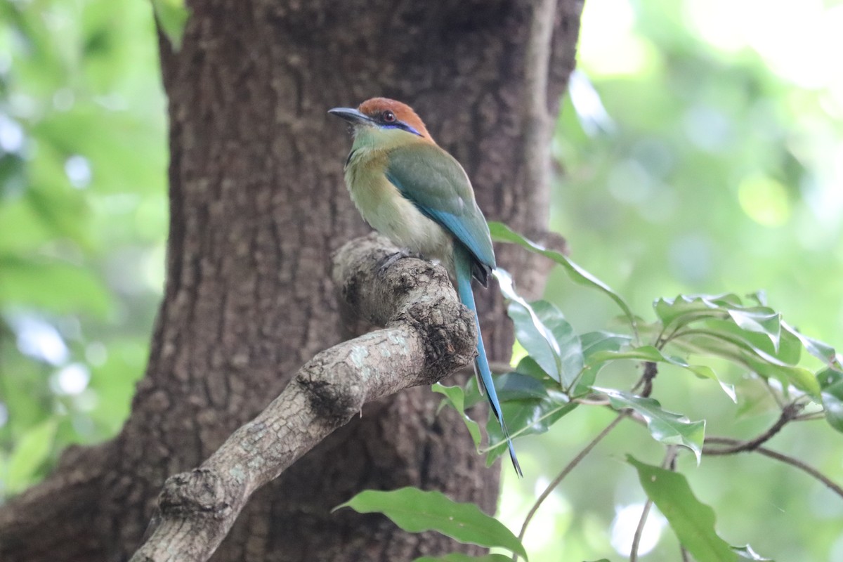 mexicomotmot - ML646250555