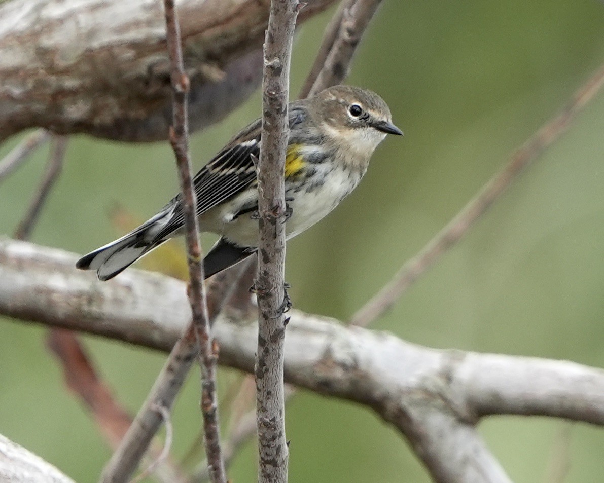 Yellow-rumped Warbler - ML646250556