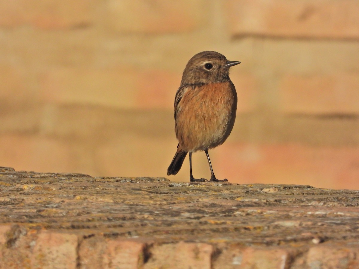 European Stonechat - ML646250557